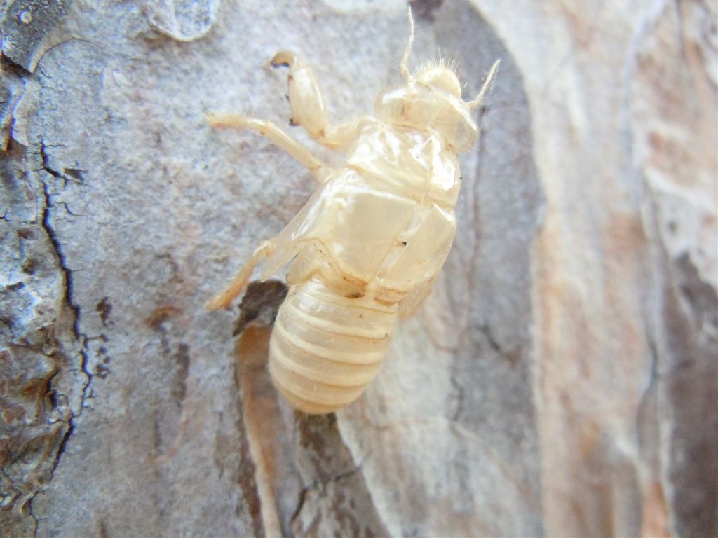 Cicada orni + altra, da Creta